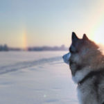 A sled dog in the snow, a halo pillar on the background
