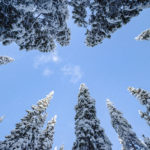 snowy treetops and winter sun in Rovaniemi