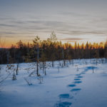 We arrange guided snowshoeing trips in the Rovaniemi region