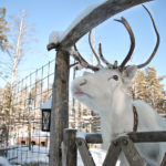 A white reindeer in Lapland