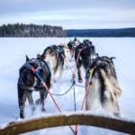 Husky safari tours in Lapland